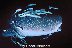 whaleshark by Oscar Miralpeix 